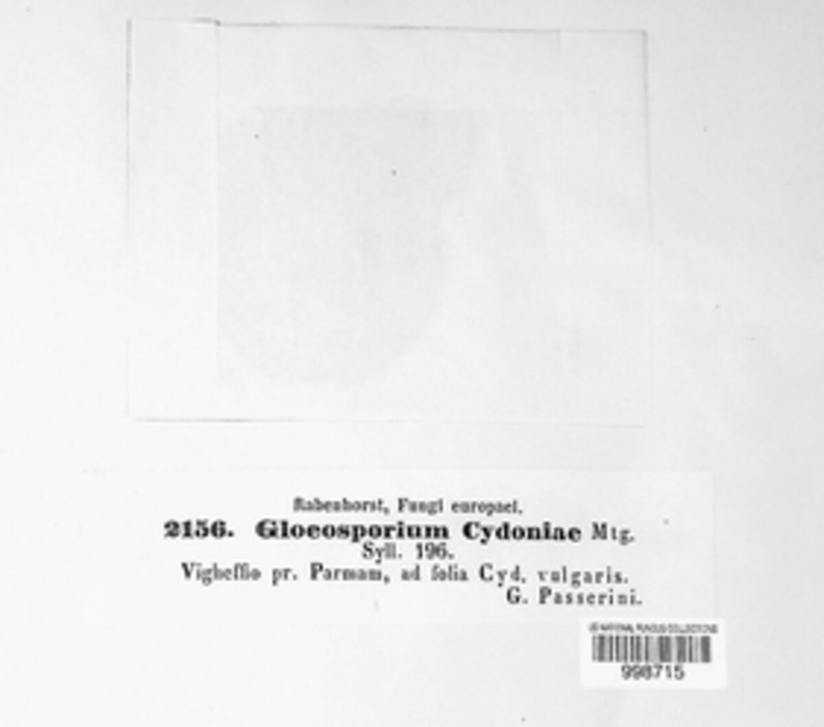 Gloeosporium cydoniae image